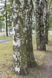 Similar image 5560409