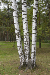 Similar image 5560420