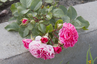 Similar image 5560456