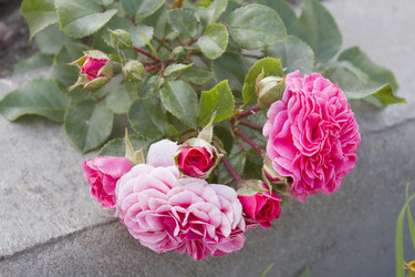 Similar image 5560459