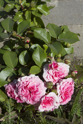 Similar image 5560460