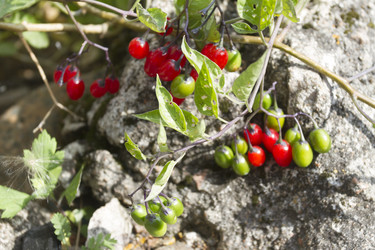 Similar image 5560563