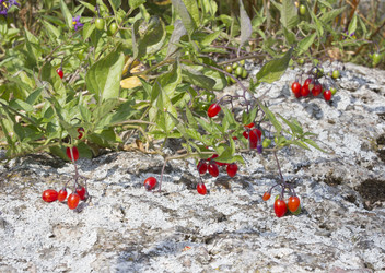 Similar image 5560565