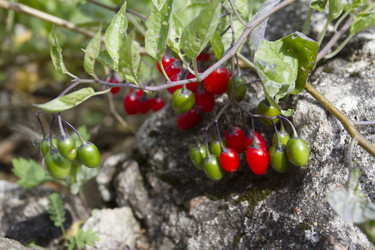 Similar image 5560570