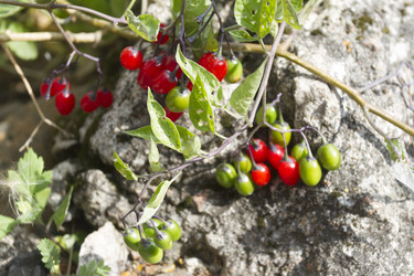 Similar image 5560572