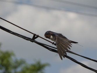 Similar image 5561425