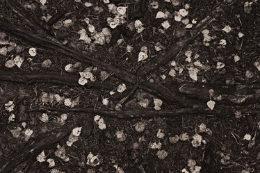 Similar image 5561735