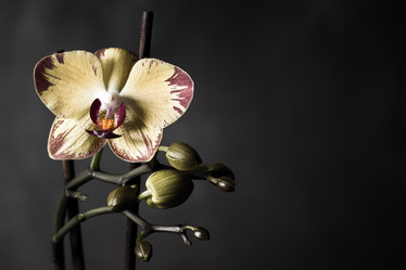 Similar image 5562974