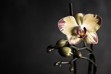 Similar image 5562976