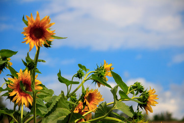 Similar image 5563038