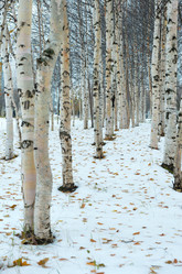 Similar image 5563238