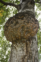 Similar image 5563448