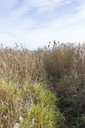 Similar image 5563517