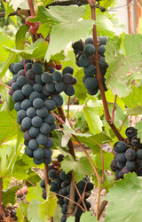 Similar image 5565848