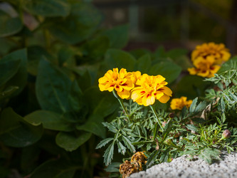 Similar image 5566035