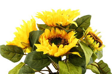 Similar image 5566216