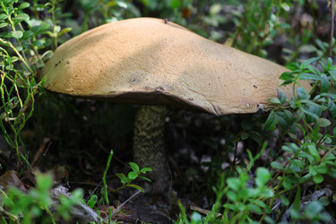 Similar image 5567339