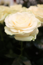 Similar image 5567363