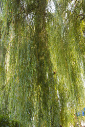 Similar image 5568093