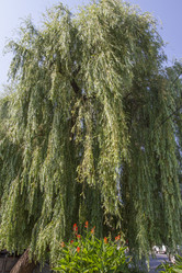 Similar image 5568095