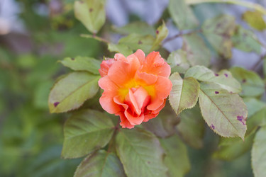 Similar image 5568228