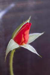 Similar image 5568230