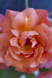 Similar image 5568242