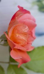 Similar image 5568245