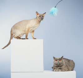 Similar image 5568372