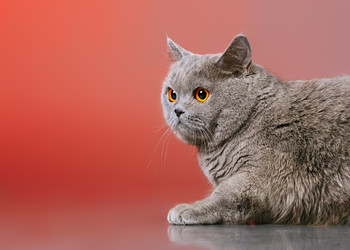 Similar image 5568388