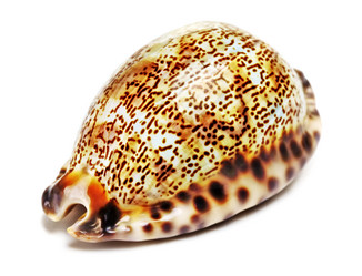 Similar image 5568432