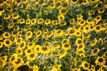 Similar image 5570965