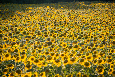 Similar image 5570966