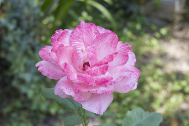 Similar image 5573095