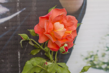 Similar image 5573141