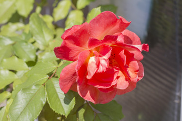 Similar image 5573152