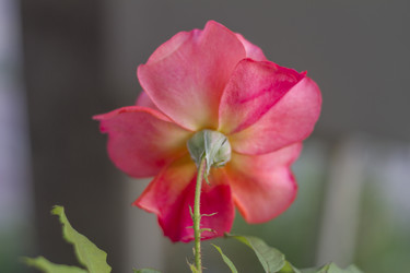 Similar image 5573154