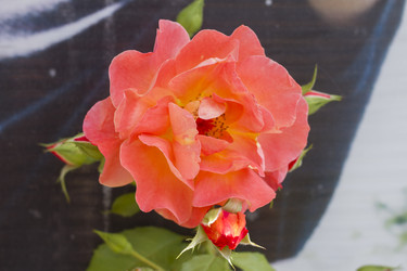 Similar image 5573160