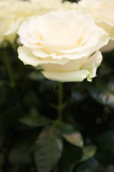 Similar image 5573463