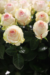 Similar image 5573771