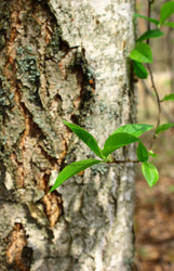 Similar image 5573983