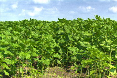 Similar image 5574221