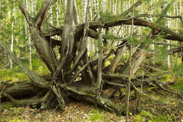 Similar image 5575352