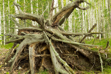 Similar image 5575355