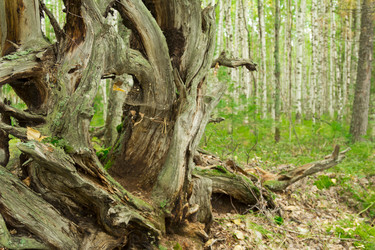 Similar image 5575391