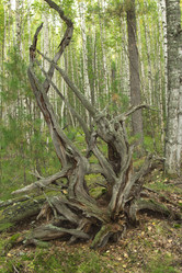 Similar image 5575394