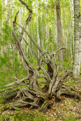 Similar image 5575395