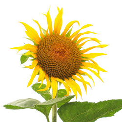 Similar image 5575448