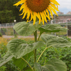 Similar image 5575521