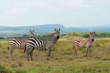 Similar image 5577776